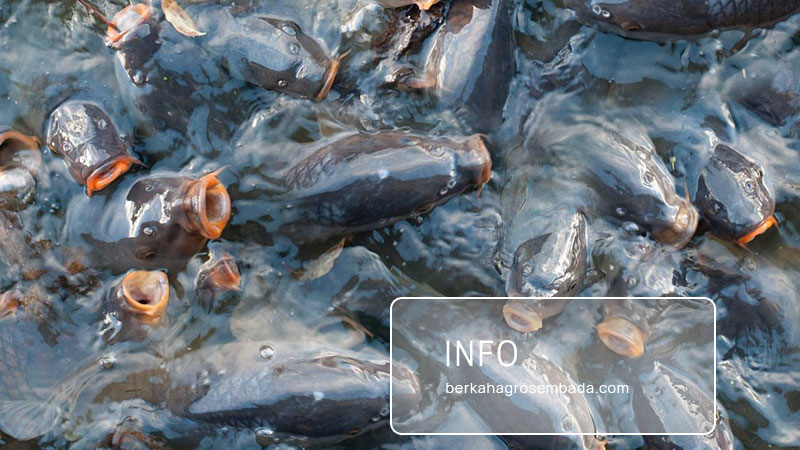 Market-insights-for-exporting-Agriculture-and-Fisheries-to-the-World Market-insights-for-exporting-Agriculture-and-Fisheries-to-the-World